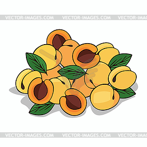 Isolate ripe apricot fruit - vector image