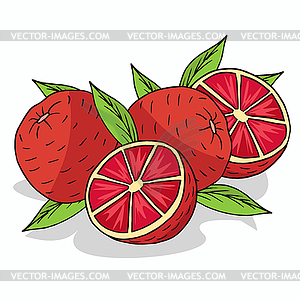 Isolate ripe grapefruit fruit - vector clipart