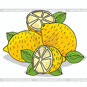 Isolate ripe lemon fruit - vector clip art