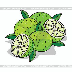 Isolate ripe lime fruit - vector clipart