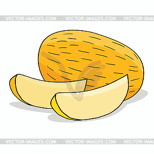Isolate ripe melon fruit - vector image
