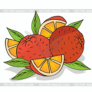 Isolate ripe oranges fruit - vector clip art