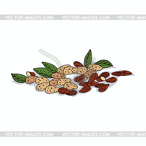Clipart Almond - vector clipart