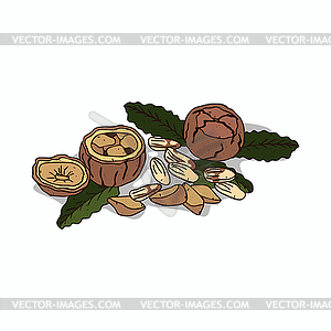 Clipart Brazil nut - vector image