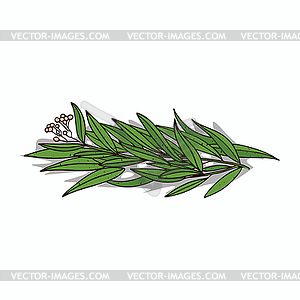 Clipart Eucalyptus - vector clipart