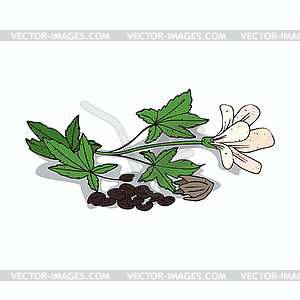 Clipart Kenaf - vector image