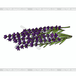 Clipart Lavender - vector clipart