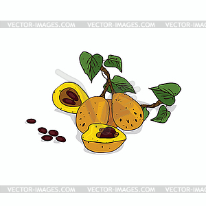 Clipart Marula - vector clipart