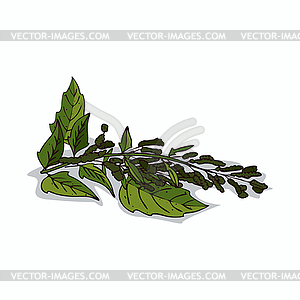 Clipart Quinoa - vector clipart