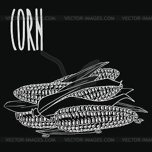 Chalkboard ripe corn ears or cobs - vector clip art