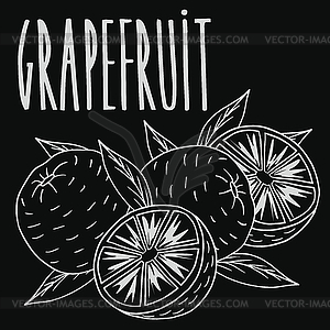 Chalkboard ripe grapefruit fruit - vector image