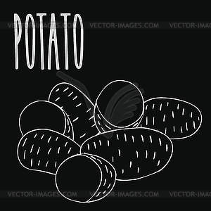 Chalkboard ripe russet potato tubers - vector image