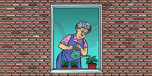 Old woman in window watering potted flowers - vector image