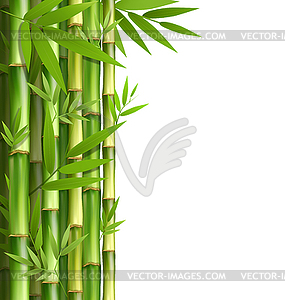 Green bamboo grove - vector image