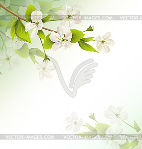 Cherry branch with white flowers on green - vector clipart