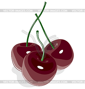 Dark red sweet cherry - vector image