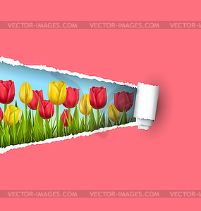 Green grass lawn with tulips and ripped paper - vector clip art