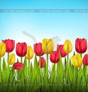 Green grass lawn with tulips on sky. Floral nature - vector clipart