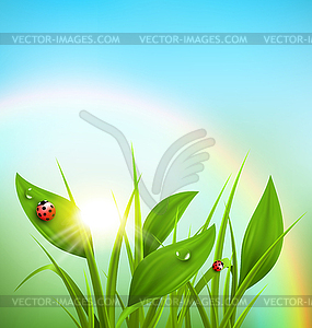 Green grass, plantain and ladybugs with sunrise - vector image