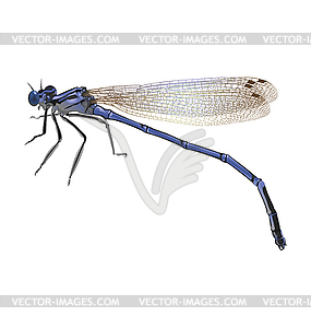 Blue dragonfly with folded wings - vector image