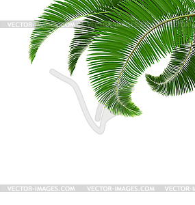 Green palm tree leaves - vector clip art