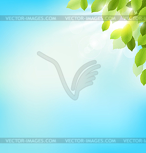 Tree foliage with sunlight on sky. Floral nature - color vector clipart