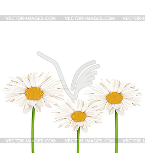 Three chamomiles . Floral nature background - vector clip art