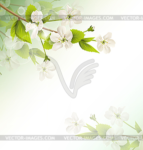 Cherry branch with white flowers on green - vector image