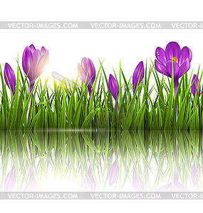 Green grass lawn, violet crocuses and sunrise with - vector clip art