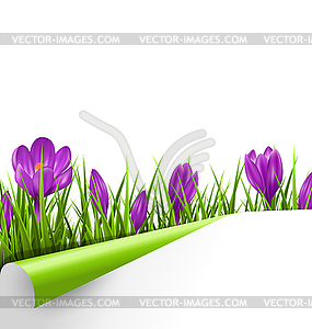 Green grass lawn with violet crocuses and wrapped - vector clip art