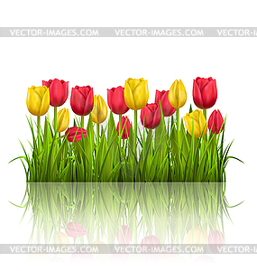 Grass lawn with yellow and red tulips and reflectio - vector clipart