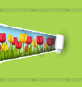 Green grass lawn with tulips and ripped paper - vector image