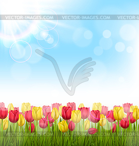 Green grass lawn with tulips and sunlight on sky. - vector clip art