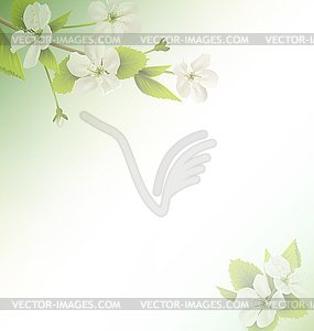 Cherry branch with white flowers on green - vector image