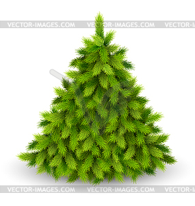 Christmas Tree Pine - vector clip art