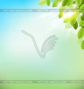 Tree foliage with sunlight on sky. Floral nature - vector clipart