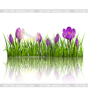 Green grass lawn, violet crocuses and sunrise with - vector image