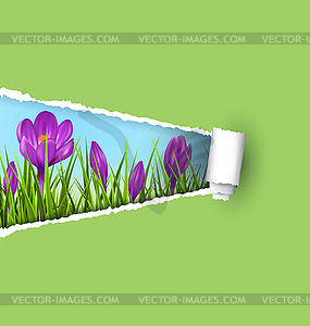 Green grass lawn with violet crocuses and ripped - vector image