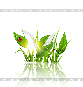 Green grass, plantain and ladybugs with sunrise - vector clip art