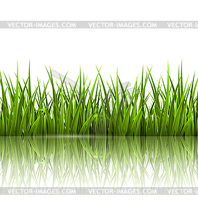 Green grass lawn with reflection . Floral nature - vector clipart