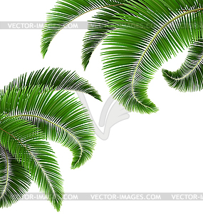 Green Palm Tree Leaves - vector clipart