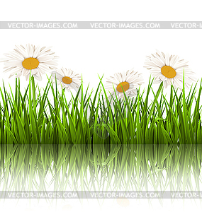Green grass lawn with white chamomiles and - stock vector clipart
