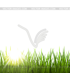 Green grass lawn with sunrise . Floral nature spring - vector clip art