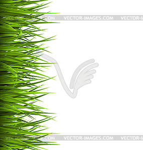 Green grass lawn . Floral eco nature - vector image