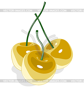 Yellow sweet cherry - vector clipart