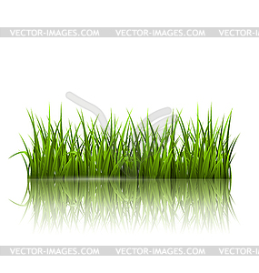 Green grass lawn with reflection . Floral nature - vector clip art