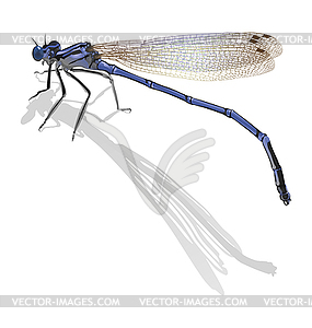 Blue dragonfly with folded wings . Cast shado - vector clipart