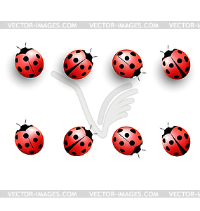 Four lady bugs with shadows and - color vector clipart