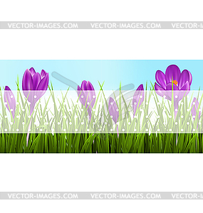 Green grass lawn and violet crocuses with - vector image