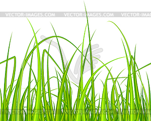 Green grass. Seamless pattern - vector image